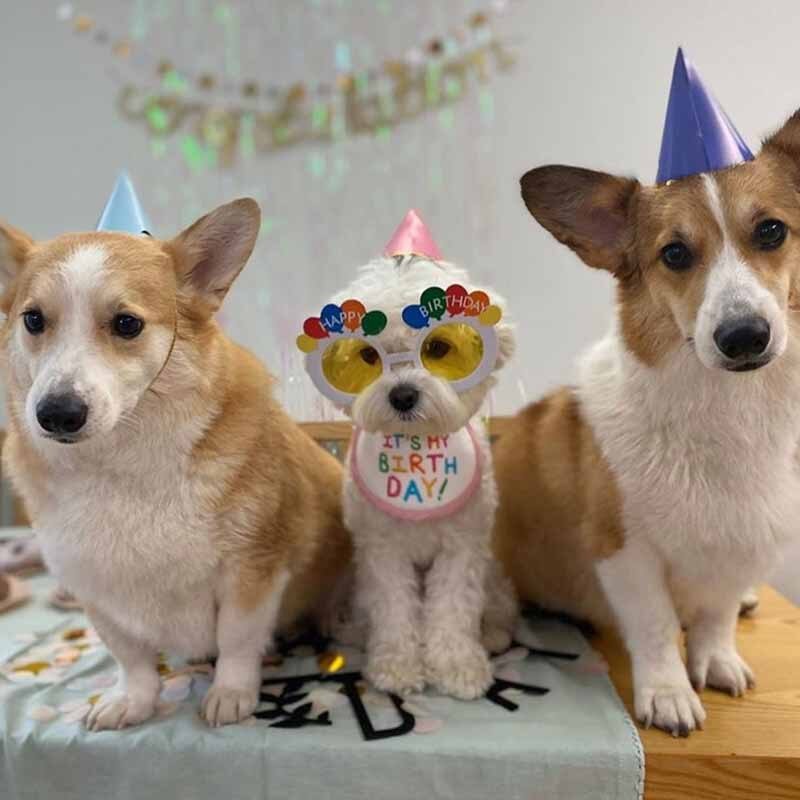 Babador Pet Birthday - Pawzly™