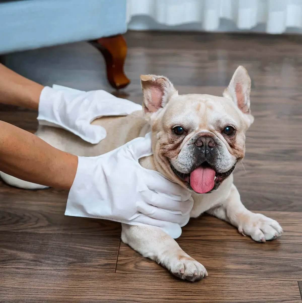 LUVA UMEDECIDA BANHO A SECO E HIDRATAÇÃO PARA CÃES E GATOS – A PARTIR DE 2 PACOTES