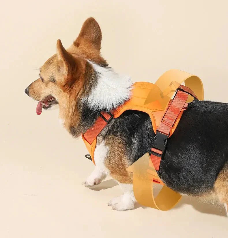 Coleira Retrátil com Guia para Cães de Médio e Grande Porte - Petzo™