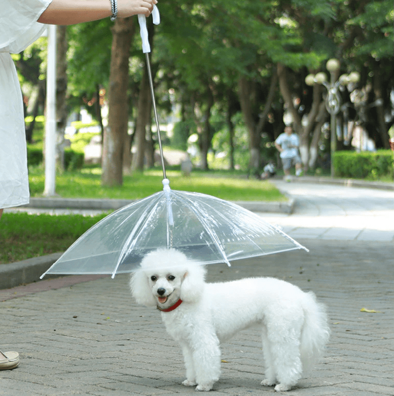 Guia com Guarda-chuva Tour - Barkify™