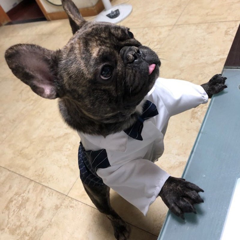 Roupa Estilo Terno Elegante Para Pet - Barkify™