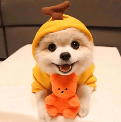 Suéter para Cachorro - Pawzly™