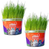 Graminha Natural para Gatos – Bem-estar, estímulo e alívio do estresse