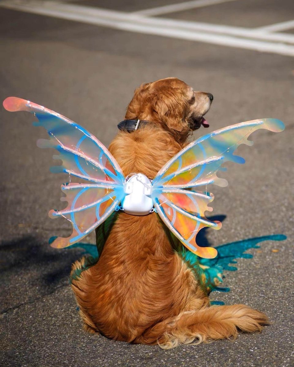 Asas de Borboleta Pet Brilhante - Kinect™