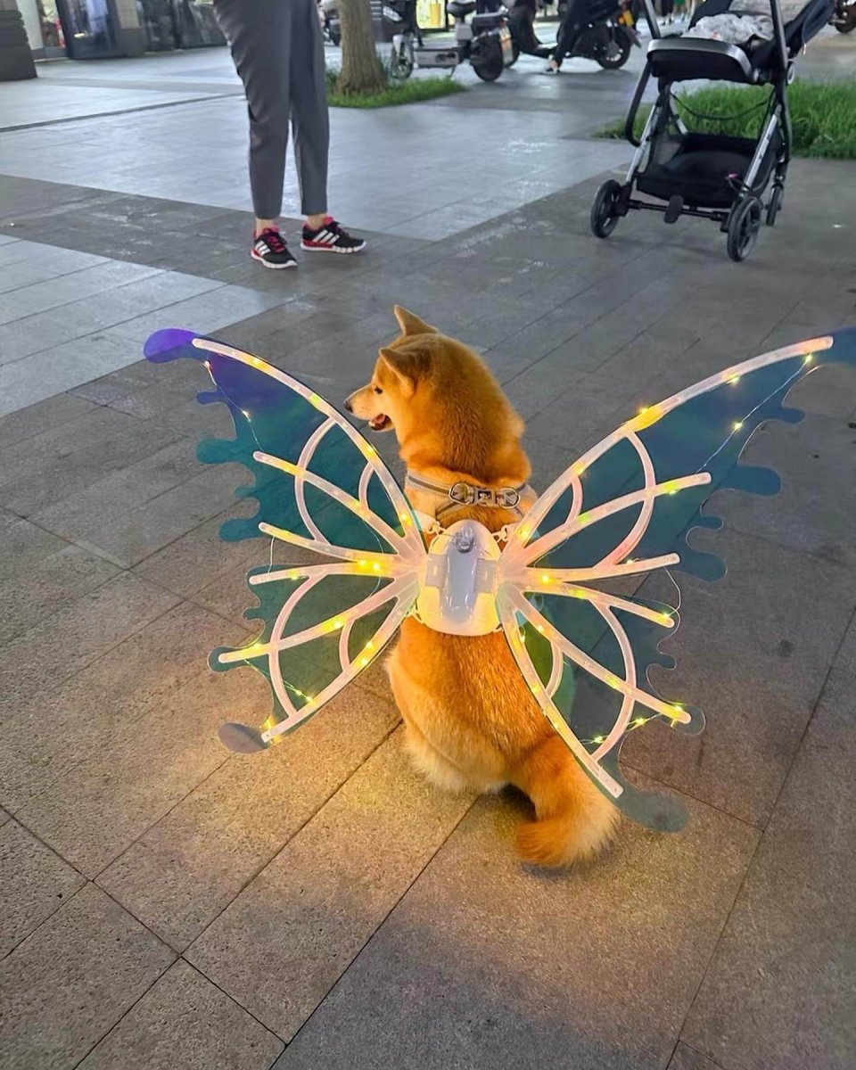 Asas de Borboleta Pet Brilhante - Kinect™