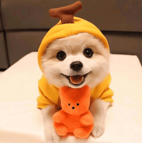 Suéter para Cachorro - Pawzly™